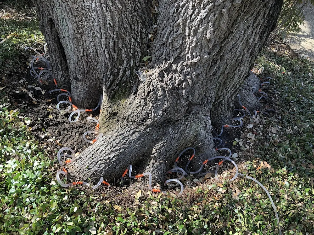Detailed Tree Cabling and Bracing job site in Marion Center
