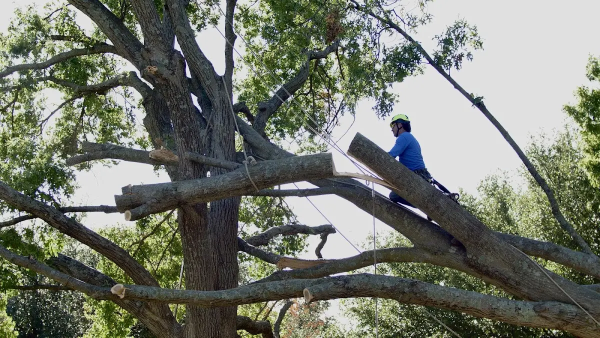Professional Crown Thinning performed by certified arborists in Marion Center