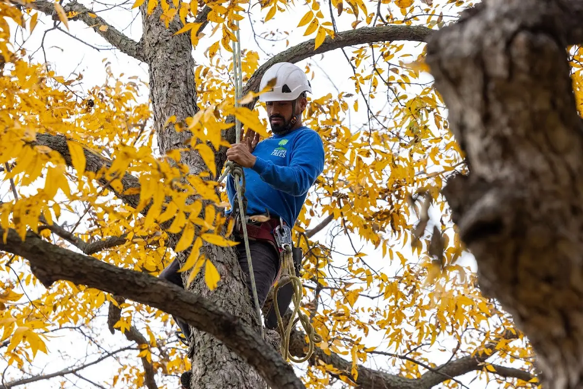 Skilled Tree Planing crew working in Marion Center